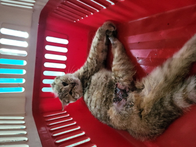 동부유기동물보호협회_426333202400402